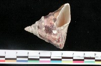 藏品(牛蹄鐘螺)的圖片